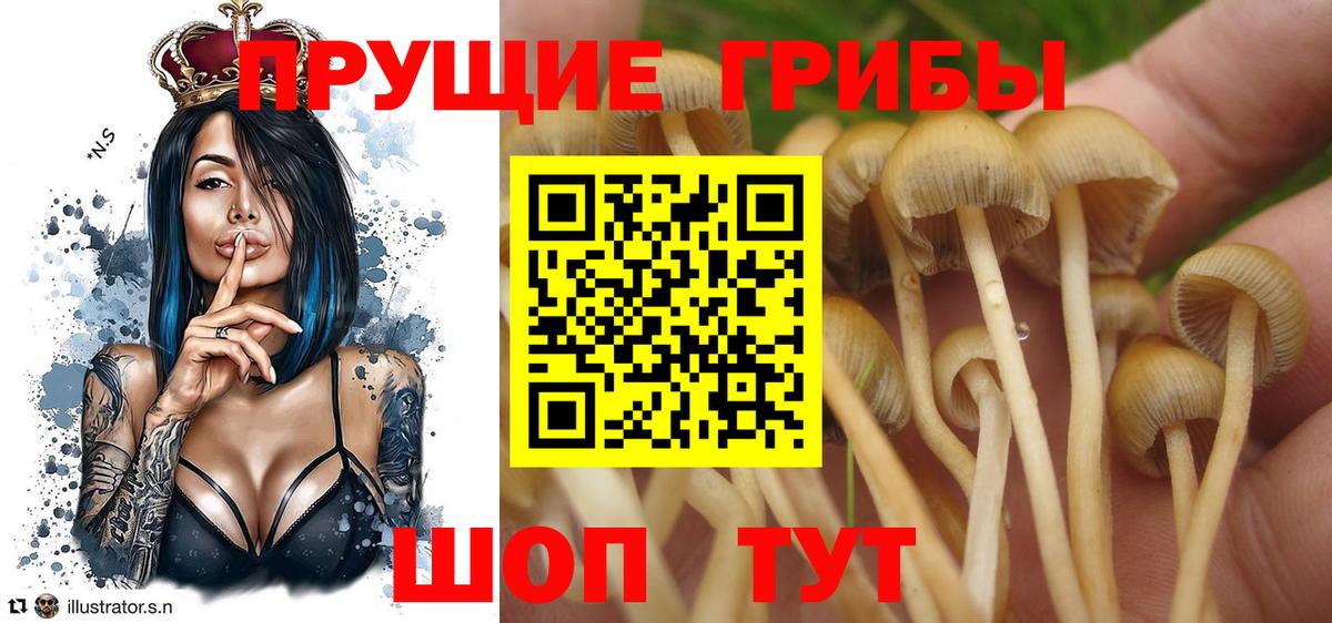 Донской  Псилоцибиновые грибы ЛСД  Псилоцибиновые грибы GOLDEN TEACHER  Вход с VPN 